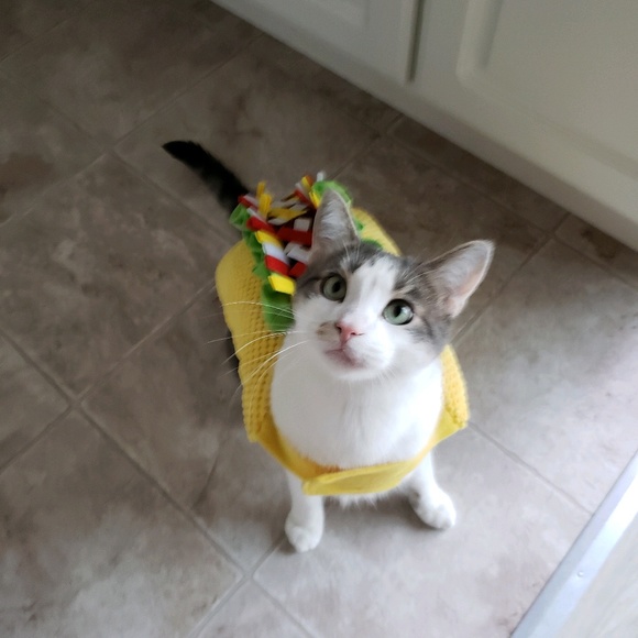 Meet your Posher, Elisha - Picture 1 of 2